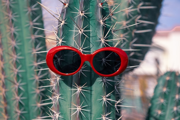 Gafas de sol en cactus. concepto de vacaciones en países cálidos