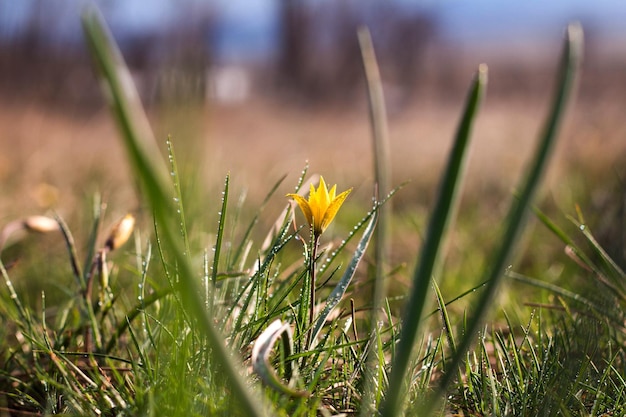 Gagea lutea flores primaverales Gagea lutea es un género de plantas herbáceas bulbosas de la familia Lily Liliaceae gotas de agua