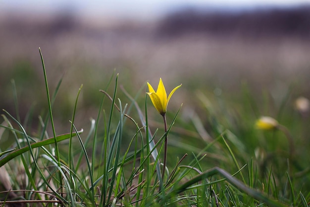 Gagea Minima Mindestens Gagea gelbe Blumen, die zur Frühlingszeit blühen