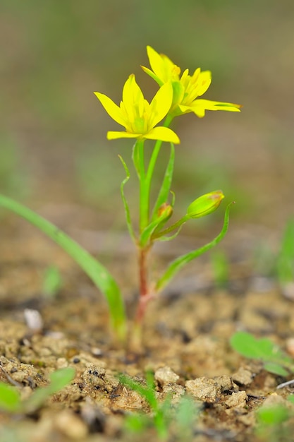 Gagea soleirolii La estrella amarilla es una planta con flores del género Gagea de la familia Liliaceae