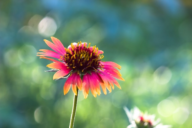 Gaillardia aristata oder Deckenblume rote gelbe Blume in voller Blüte