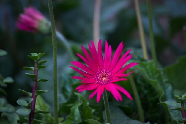 Gaillardia aristata ou flor de cobertura flor amarela vermelha em plena floração em um parque público na Índia