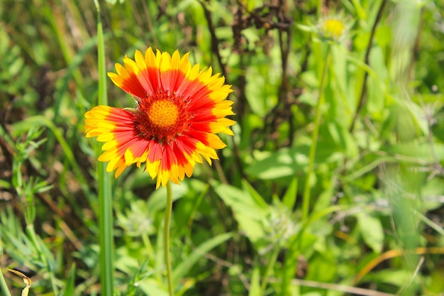 Gaillardia Decke Blume