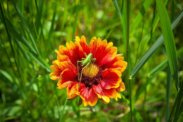 Gaillardia flor con saltamontes en jardín de verano