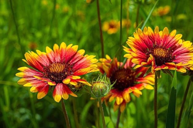 Gaillardia flores en el jardín de verano