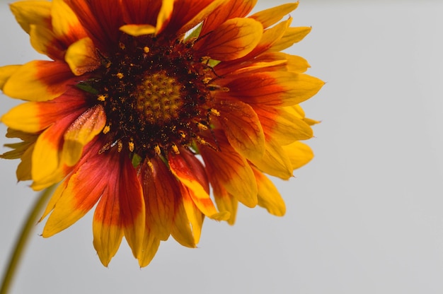 Gaillardia grandiflora híbrida flor vermelha e amarela fechada