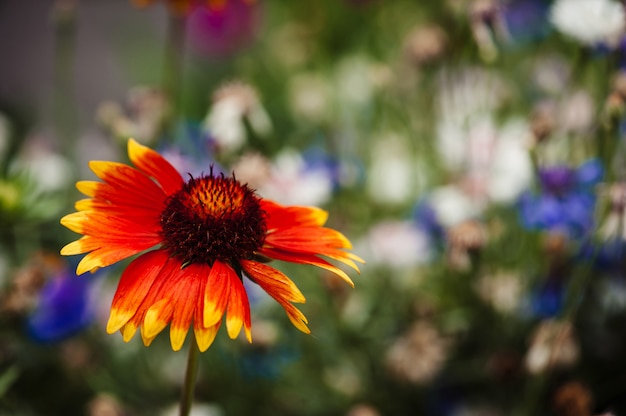 Gaillardia pulchella contra un borrosa flores azules y blancas.