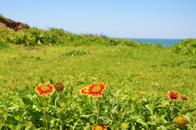 Gaillardia pulchella en el parque