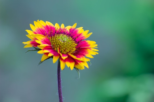 Gaillardia também conhecida como flor de cobertor em plena floração