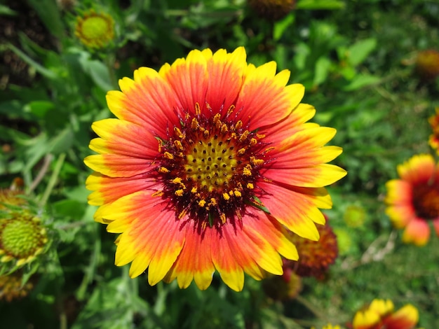 Gaillardias, Blankblumen oder gewöhnliche Gaillardien