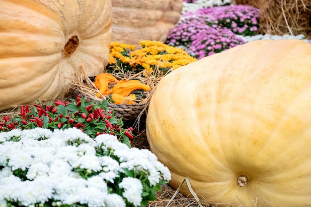 Gaint calabazas en el mercado agrícola de otoño