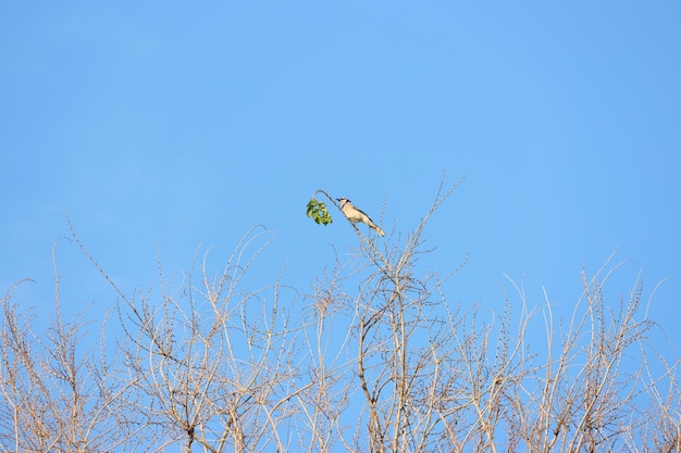 Foto gaio-azul em um último galho de árvore