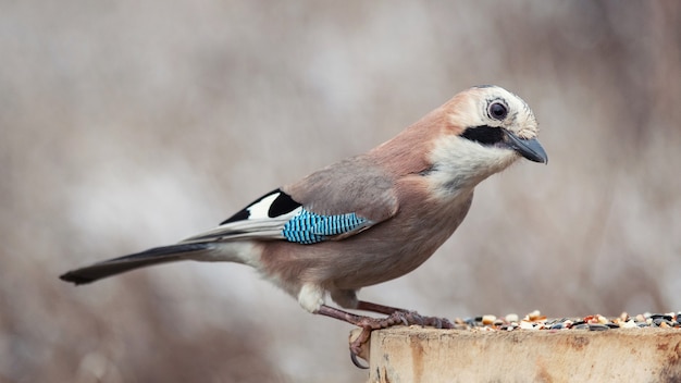 Gaio da Eurásia, Garrulus glandarius, no alimentador de pássaros de inverno