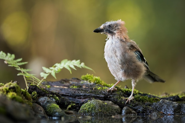 Gaio eurasiano imaturo sentado na árvore caída na floresta