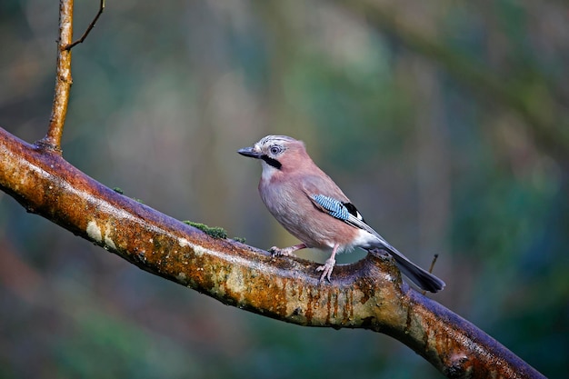 Gaio eurasiático coletando nozes na floresta