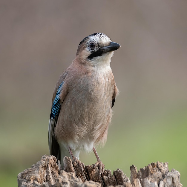 Gaio-euro Garrulus glandarius em estado selvagem.