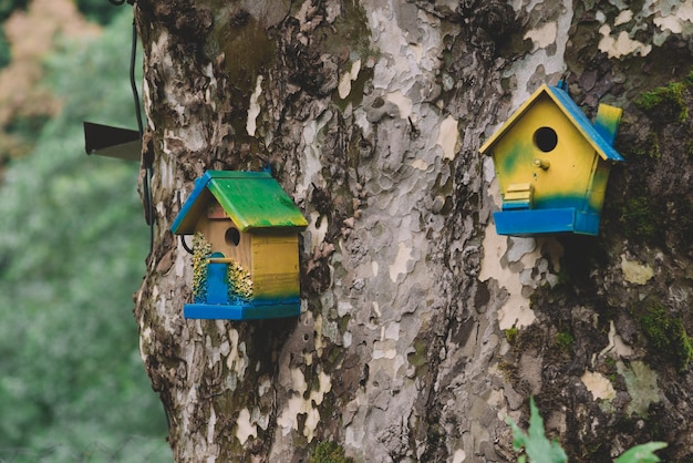 Gaiola de madeira colorida em uma árvore. Casas de pássaros multicoloridas