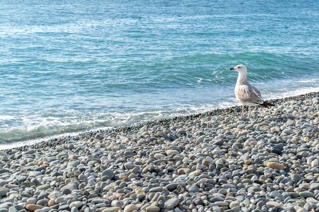 Gaivota à beira-mar em pé em seixos em dia ensolarado