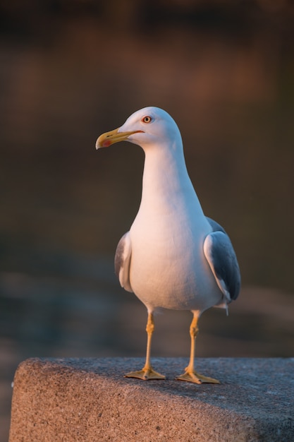 Foto gaivota à beira-mar