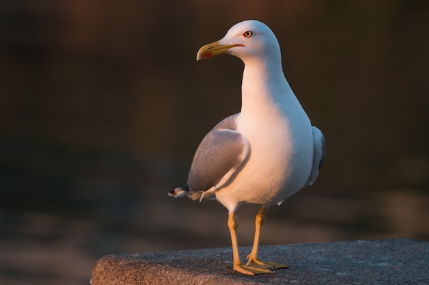 Gaivota à beira-mar