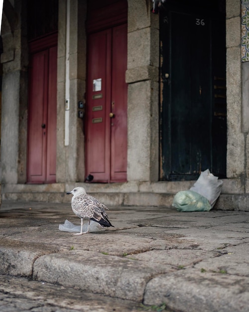 Gaivota à procura de comida na antiga rua histórica do Porto Portugal