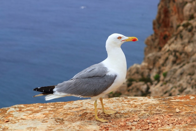 Gaivota amarela da conta que levanta na montanha rochosa do mar