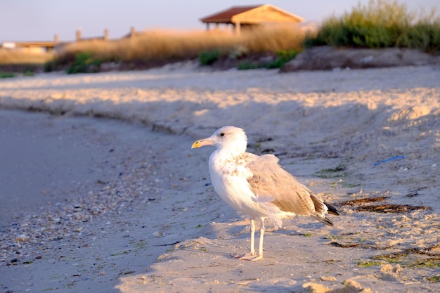 Gaivota anda na praia de areia