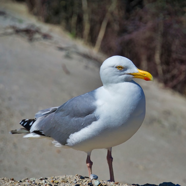 Gaivota-arenque europeia única na ilha heligolândia praia duna norte larus argentatus