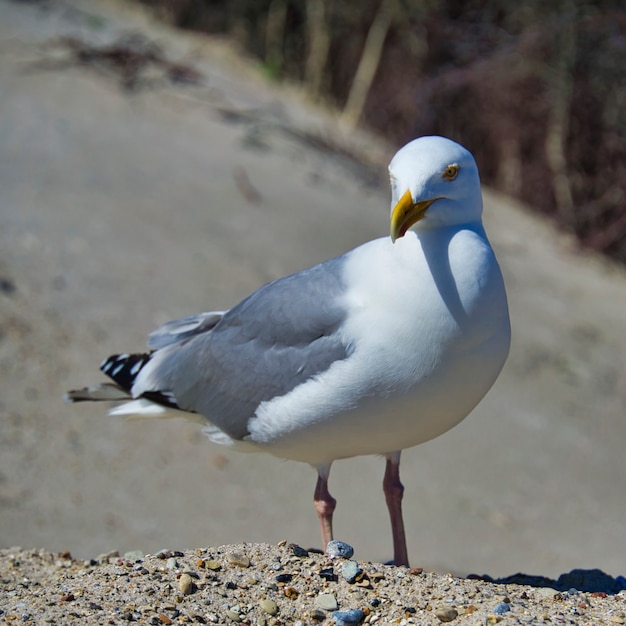 Gaivota-arenque europeia única na ilha heligolândia Praia Duna Norte Larus argentatus