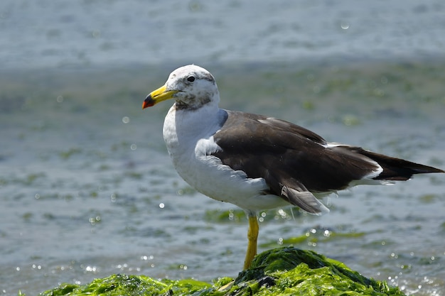 Gaivota arrombada