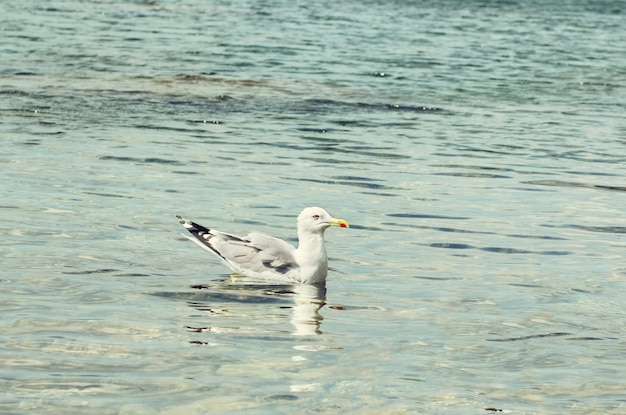 Gaivota branca solteira no mar no verão