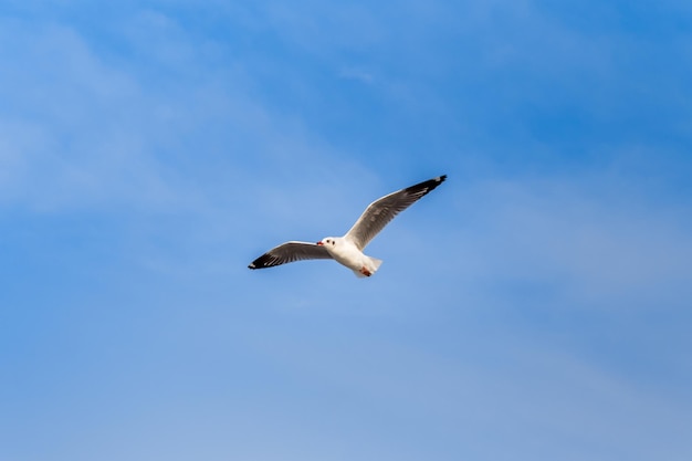 Gaivota branca voando no céu azul