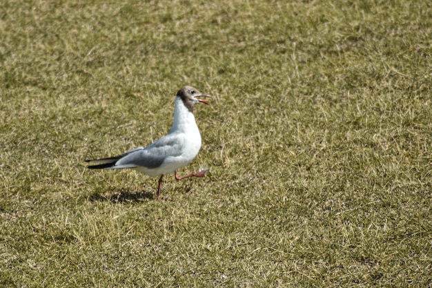 Gaivota caminha ao longo do dique