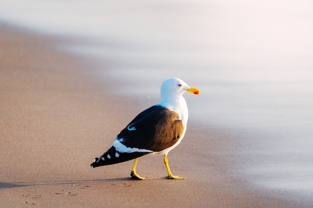 gaivota caminhando na praia ao pôr do sol