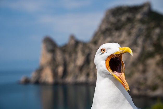 Gaivota com a boca aberta.