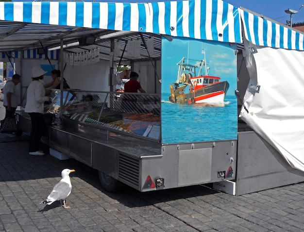 Gaivota com fome olhando para a peixaria no mercado local de Turku Finlândia