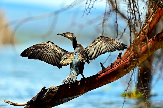 Gaivota com peixes sobre a água no lago Naivasha