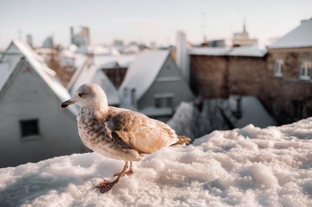 Gaivota com tallinn de inverno ao fundo, estônia