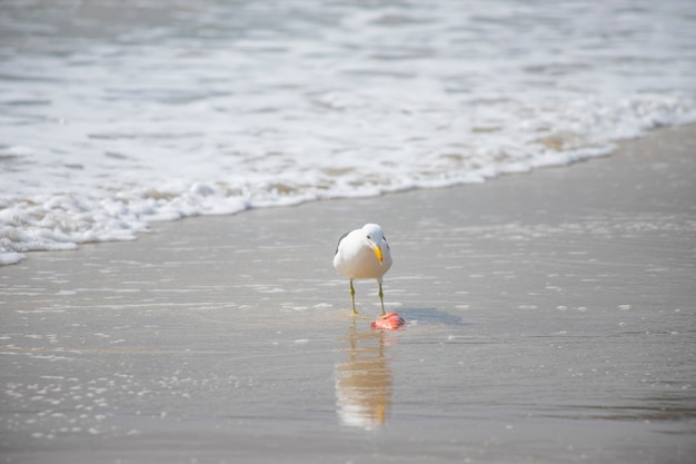 Foto gaivota comendo peixe na praia de jurerê internacional florianópolis