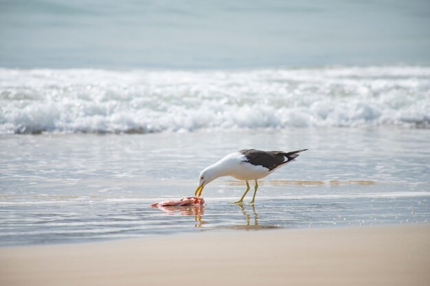 Gaivota comendo peixe na praia de Jurerê Internacional Florianópolis