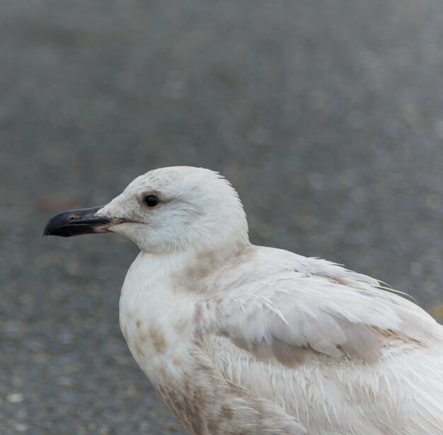 Foto gaivota contra o mar