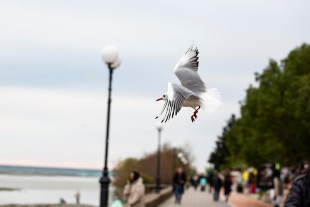 Gaivota de arenque larus argentatus voando contra o fundo branco