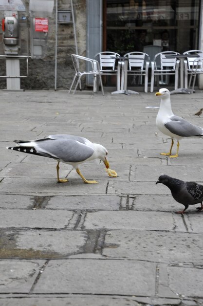 Foto gaivota de arenque na situação urbana na cidade consumindo lula frita fornecida pelo homem