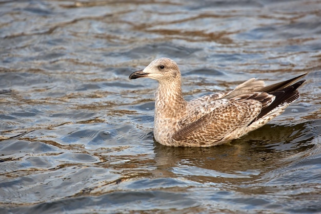 Gaivota de arenque no mar