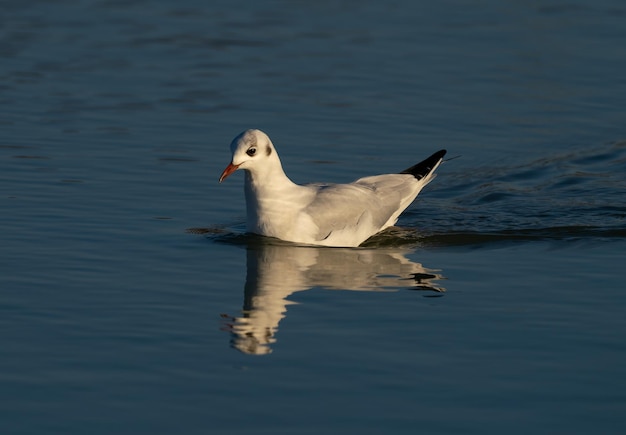 Gaivota-de-cabeça-preta Chroicocephalus ridibundus em uma lagoa ao pôr-do-sol