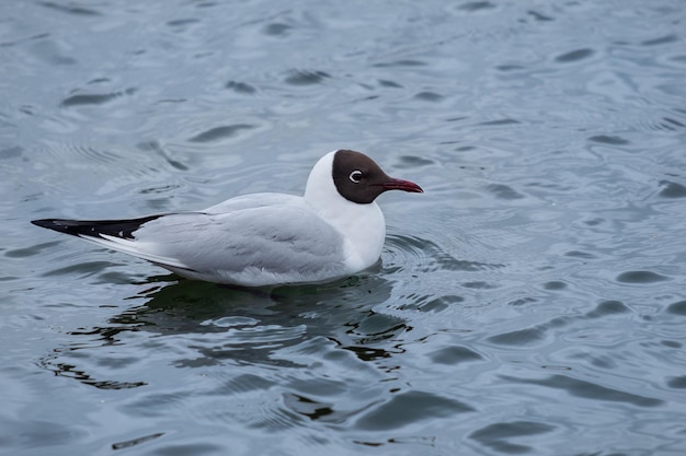 Gaivota de cabeça preta no mar