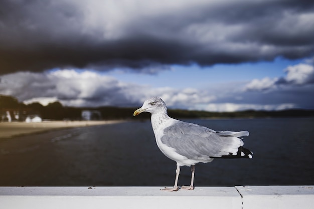 Foto gaivota de pássaro no fundo do céu.