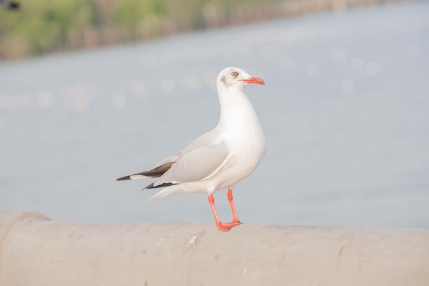 gaivota de pássaros brancos