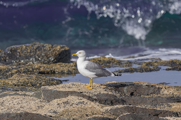 Foto gaivota de patas amarelas larus cachinnans atlantis em pé sobre rochas com musgo com luz do pôr do sol