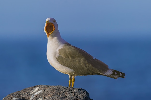 Foto gaivota de patas amarelas larus cachinnans atlantis gritando com o bico bem aberto em pé sobre uma rocha